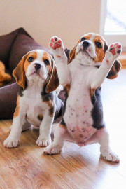Chiots Beagle à donner Frontignan