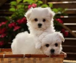 Chiots Bichon Maltais Nancy