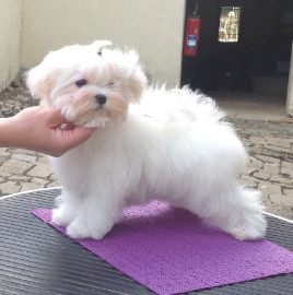 Chiots bichon maltais Vanves