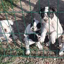 Chiots bouledogues francais Alençon