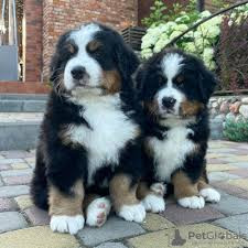 Chiots bouvier bernois LOF Laval