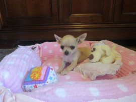 Chiots chihuahua femelle disponible de suite Atton