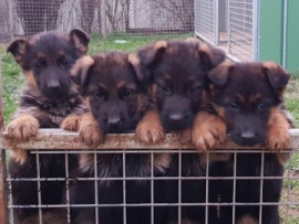 Chiots de type berger allemand à donner Perrigny
