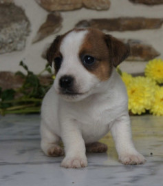 Chiots jack russel mâles et femelles non lof Arles