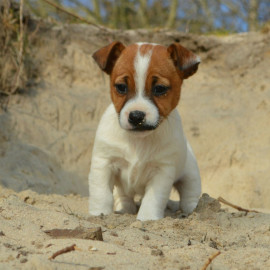 Chiots jack russel non lof Concremiers