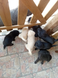 Chiots labrador retreiver a donné Nancy