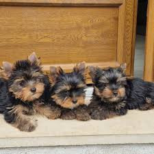 chiots mâle et femelles yorkshire Nancy