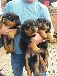Chiots rottweiler Tarbes