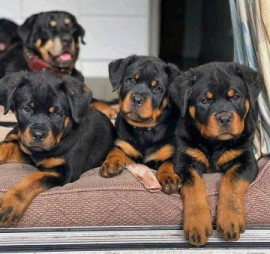 Chiots rottweiler à donner Lisieux