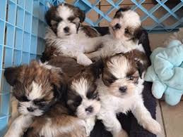 chiots shi tzu Andelarre