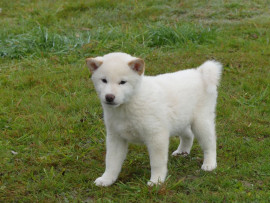 Chiots shiba inu mâle et femelle Azay-sur-Indre