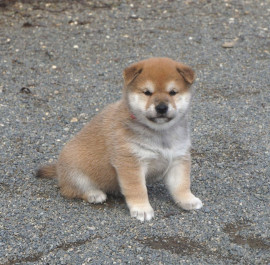 Chiots Shiba Inu mâles et femelles LOF 4 Le Beausset