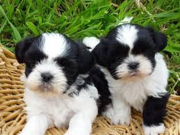 chiots shit tzu Niort