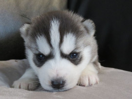 Chiots siberian husky  disponible de suite Gondecourt