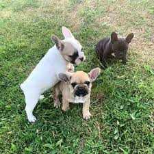 Chiots Type Bouledogue francais Beauvais