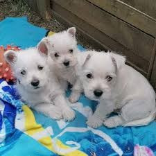 Chiots Westie Bar-le-Duc