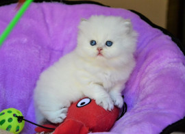 Disponible chaton Persan femelle à donner Perpignan