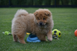 Donne charmantes chiots chow chow pour la vie Plan-de-Cuques