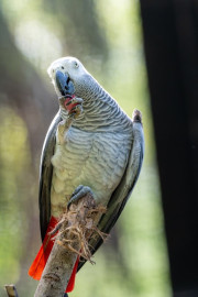 Donne magnifique Perroquet Gris du Gabon Bobigny