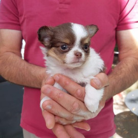 Donner belle Chiot Chihuahua Femelle Dijon