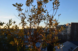 EXCLUSIVITE - PARIS 16ème - AUTEUIL Paris 16ème