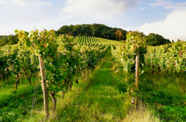 GERS PROPRIETE VITICOLE EN BAS ARMAGNAC 14 HA Nogaro