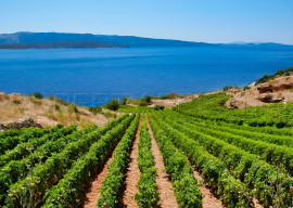 GOLFE SAINT TROPEZ TERROIR VITICOLE 11 HA Ramatuelle