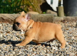 Je donnes chiot bouledogue français rouge fauve Abbécourt