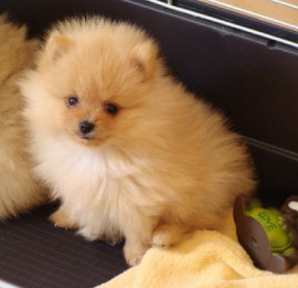 Je donnes petite chiot spitz allemand nain Saint-Éloi