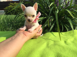 J'offre chiot femelle Chihuahua petite taille La Grée-Saint-Laurent