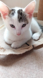 Jolie chaton Argenteuil