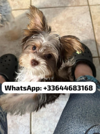 Jolie Chiot Yorkshire Femelle Dinozé