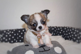 Jolie Demoiselle chiot chihuahua femelle Florensac