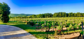 LOT DOMAINE VITICOLE AOC CAHORS 19 HA Puy L'eveque