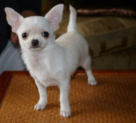 Magnifique chiot Chihuahua femelle Bordeaux