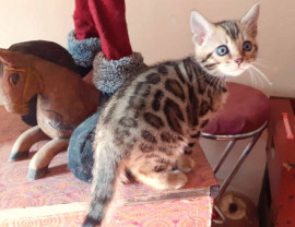 Magnifique petits chatons bengal browon Josselin