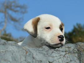 Magnifiques chiots jack russel 4 femelles  3 males Ambillou