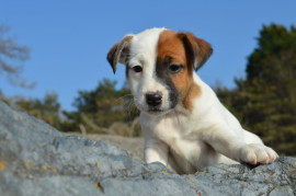 Magnifiques chiots jack russel non lof Calmont