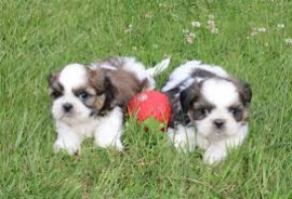 Magnifiques chiots shi tzu Villeurbanne