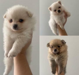 Magnifiques chiots spitz pomeraniens Le Mont-Saint-Michel