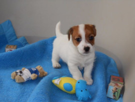Male chiot Jack Russell Ainay-le-Vieil