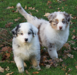 Merveille berger australien femelle Septèmes-les-Vallons