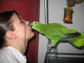 Perroquet a front bleu élevé main Céder Boudou