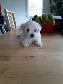 petite Chiot Bichon frise femelle Avranches
