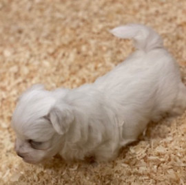 Petite Chiot Bichon maltais femelle Le Revest-les-Eaux