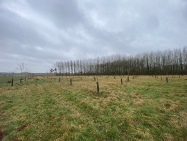 PLANTATION RECENTE DE CHENE Douai