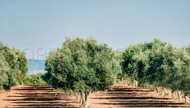 PYRENEES ORIENTALES DOMAINE OLEICOLE ET NUCICOLE Prades