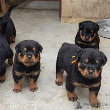 Très beaux chiots rottweiler Pau