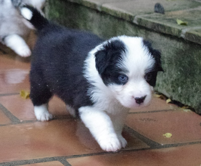 
                                                Chien
                                                 A donner berger australien rouge merle femelle