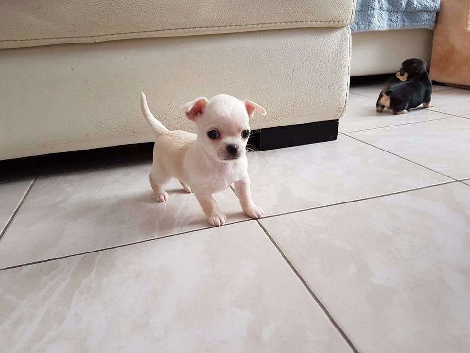 
                                                Chien
                                                 A donner Chihuahua d'apparence femelle